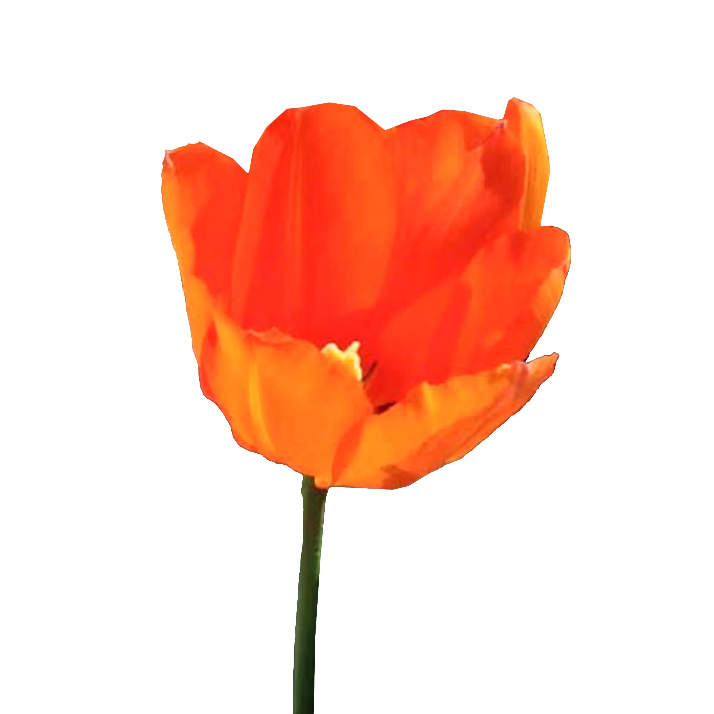 Orange Tulip Leo Bataviae Flower Bulbs
